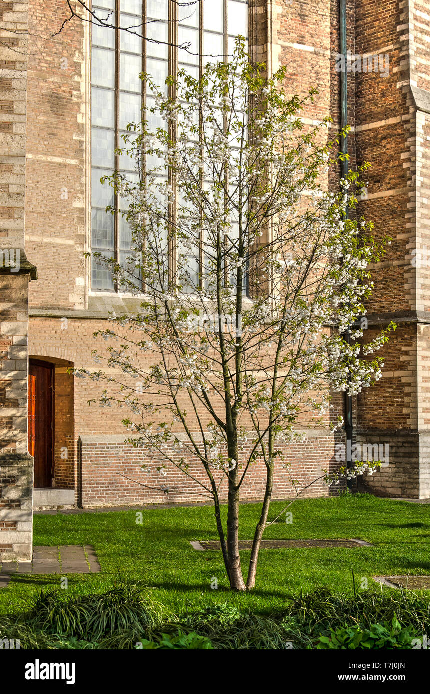 Rotterdam, Pays-Bas, le 3 avril 2019 : arbre en fleur blanche dans la pelouse autour de l'église Laurenskerk/Saint Laurent sur une journée ensoleillée au printemps Banque D'Images