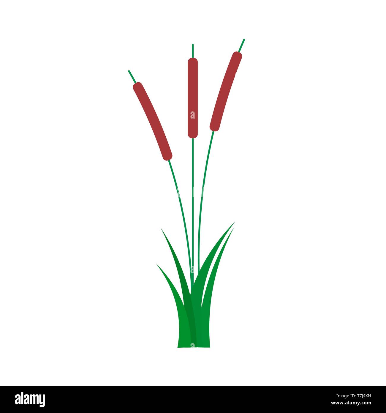 L'été sauvage naturel Reed télévision vecteur. L'herbe à scirpe plante illustration isolé river Illustration de Vecteur