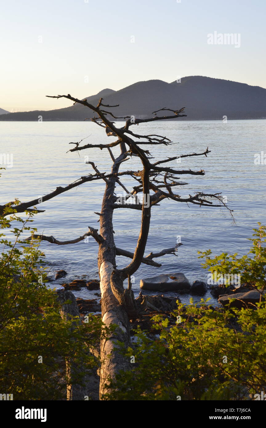 Un arbre de cèdre mort s'étend sur une plage de l'île de Fidalgo, à Anacortes, Washingtron. Banque D'Images