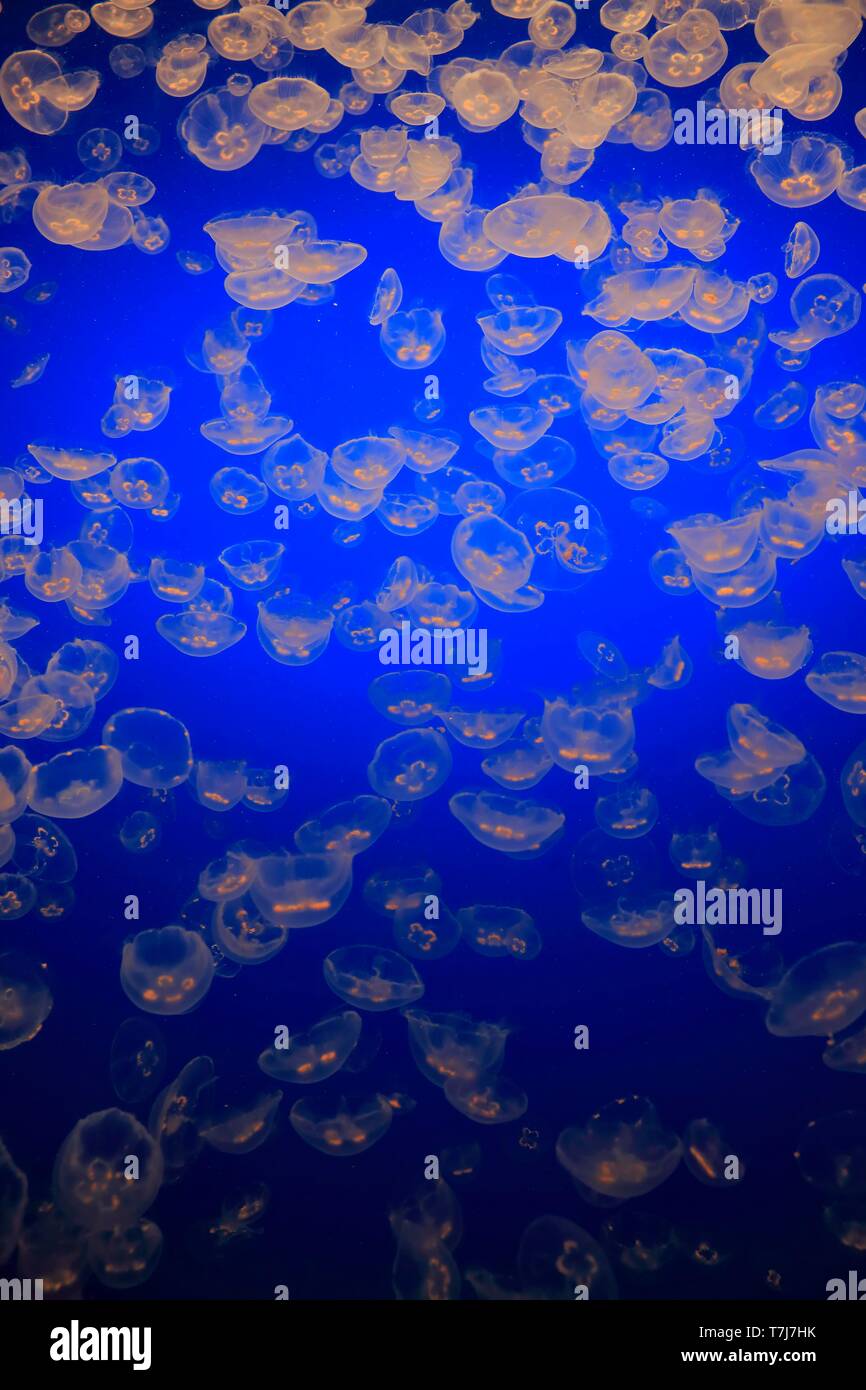 Essaim de méduses Aurelia labiata (commune), dans l'eau, en Californie, USA Banque D'Images