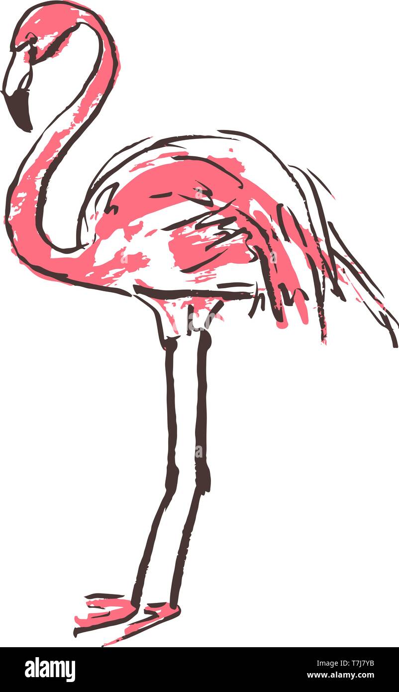 Vector Illustration D Un Dessin Anime Rose Flamingo Esquisse D Un Flamant Rose Oiseau Sur Un Fond Blanc Image Vectorielle Stock Alamy
