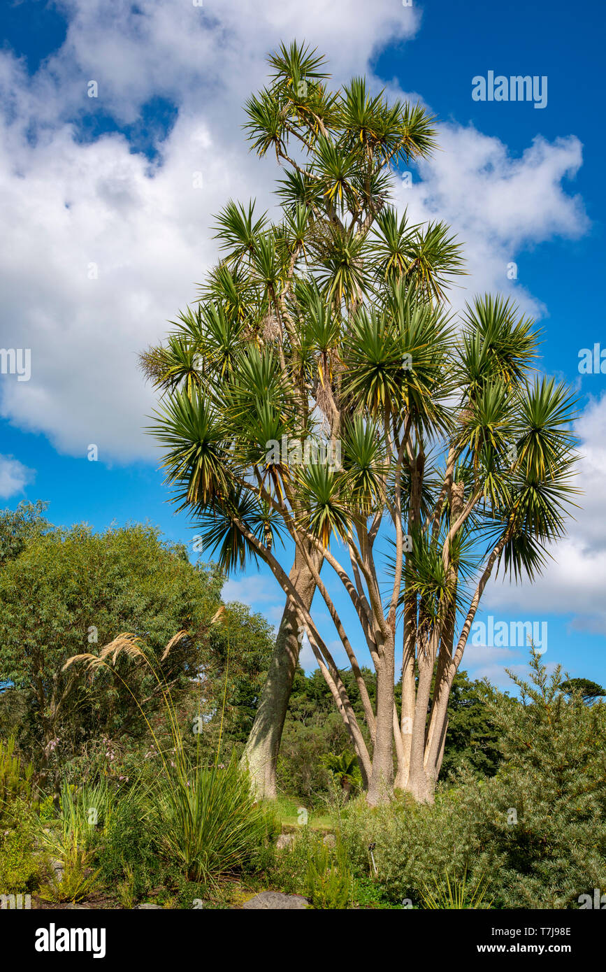 Palmiers, jardin botanique Logan, Ecosse, Royaume-Uni Banque D'Images