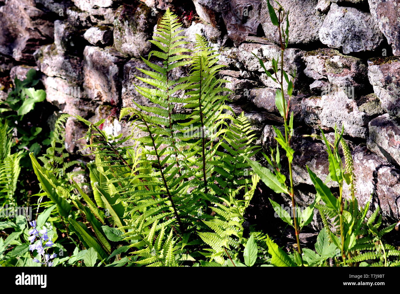 foug-res-plantes-sauvages-banque-de-photographies-et-d-images-haute