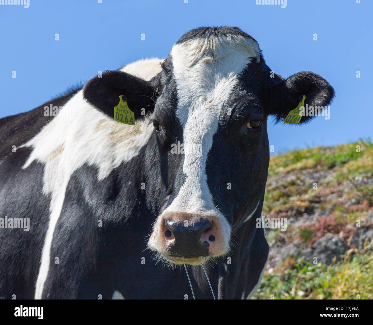 Gros plan d'une vache laitière Frison Banque D'Images