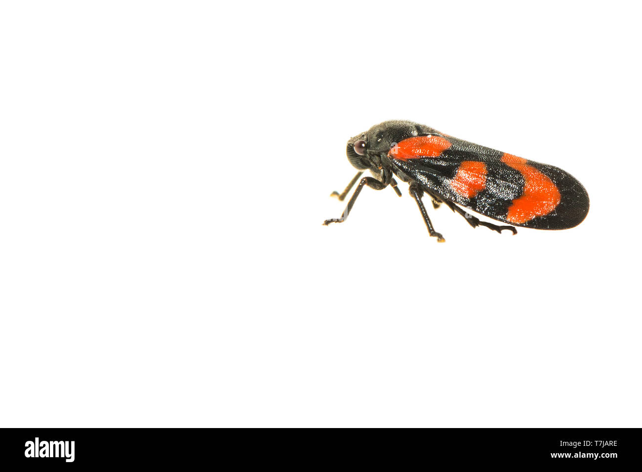 Black-et-rouge, froghopper Cercopis vulnerata Banque D'Images