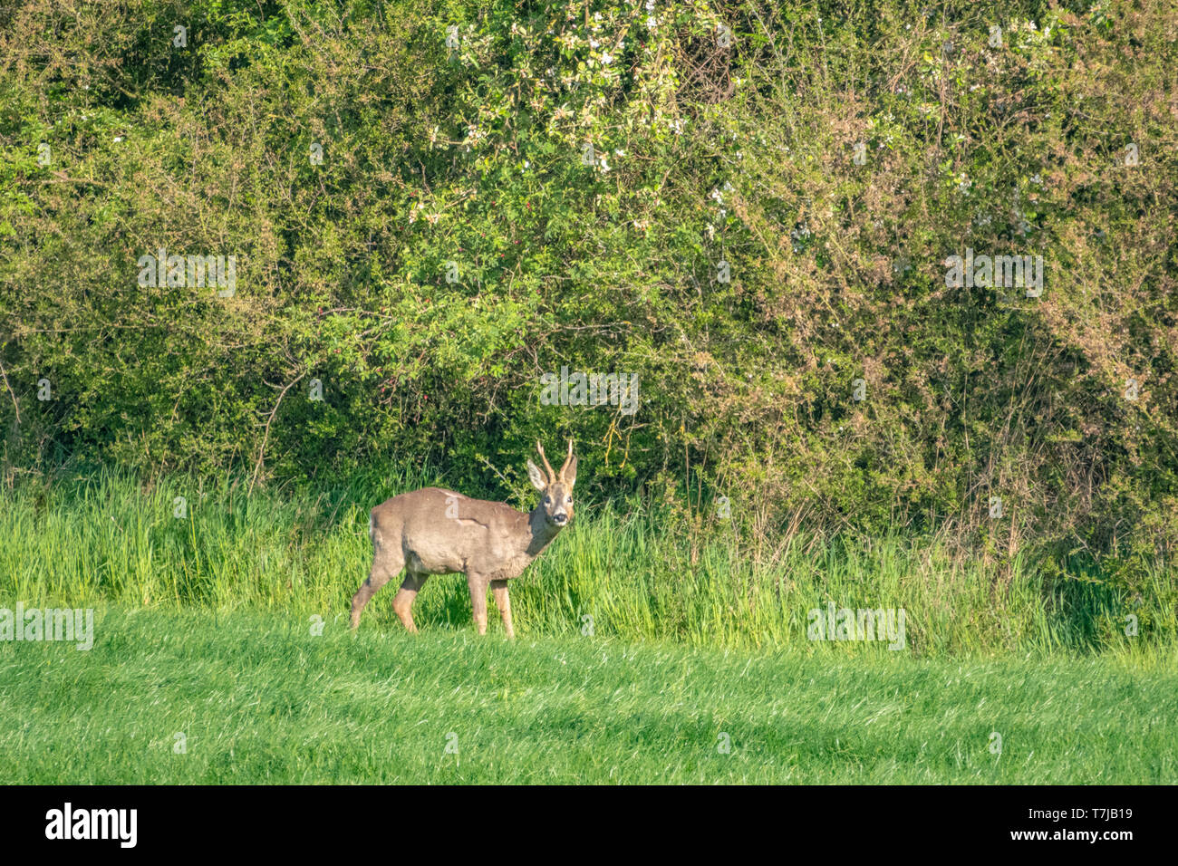 Un jeune cerf s'exécute dans un pré vert et mange de l'herbe Banque D'Images