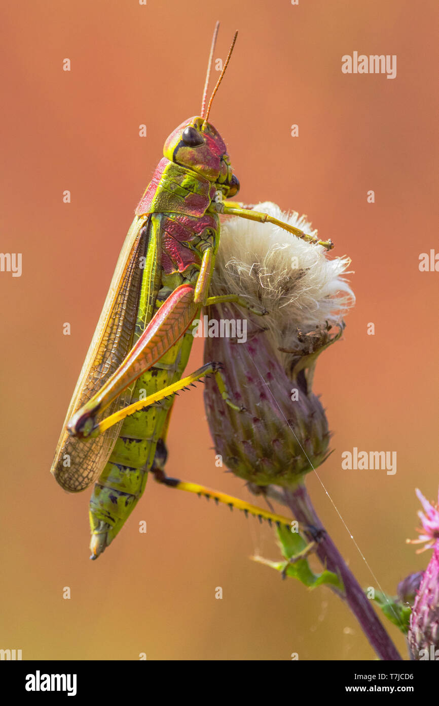 Grand Le criquet, Stethophyma grossum Banque D'Images