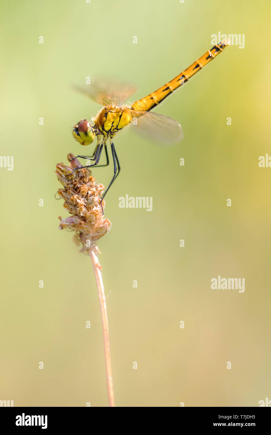 Dard, dard de marais tachetés, Sympetrum depressiusculum Banque D'Images