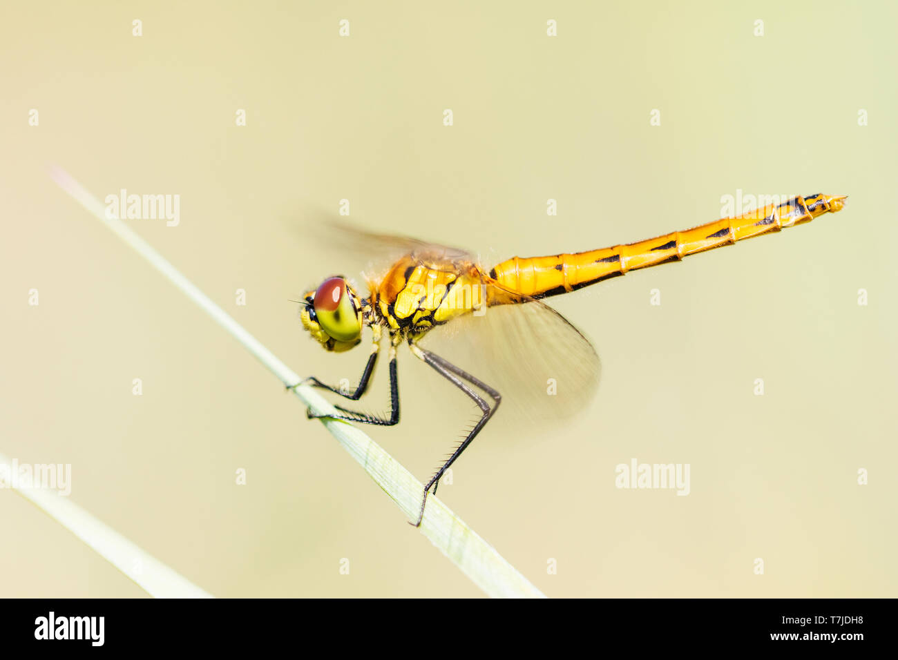 Dard, dard de marais tachetés, Sympetrum depressiusculum Banque D'Images