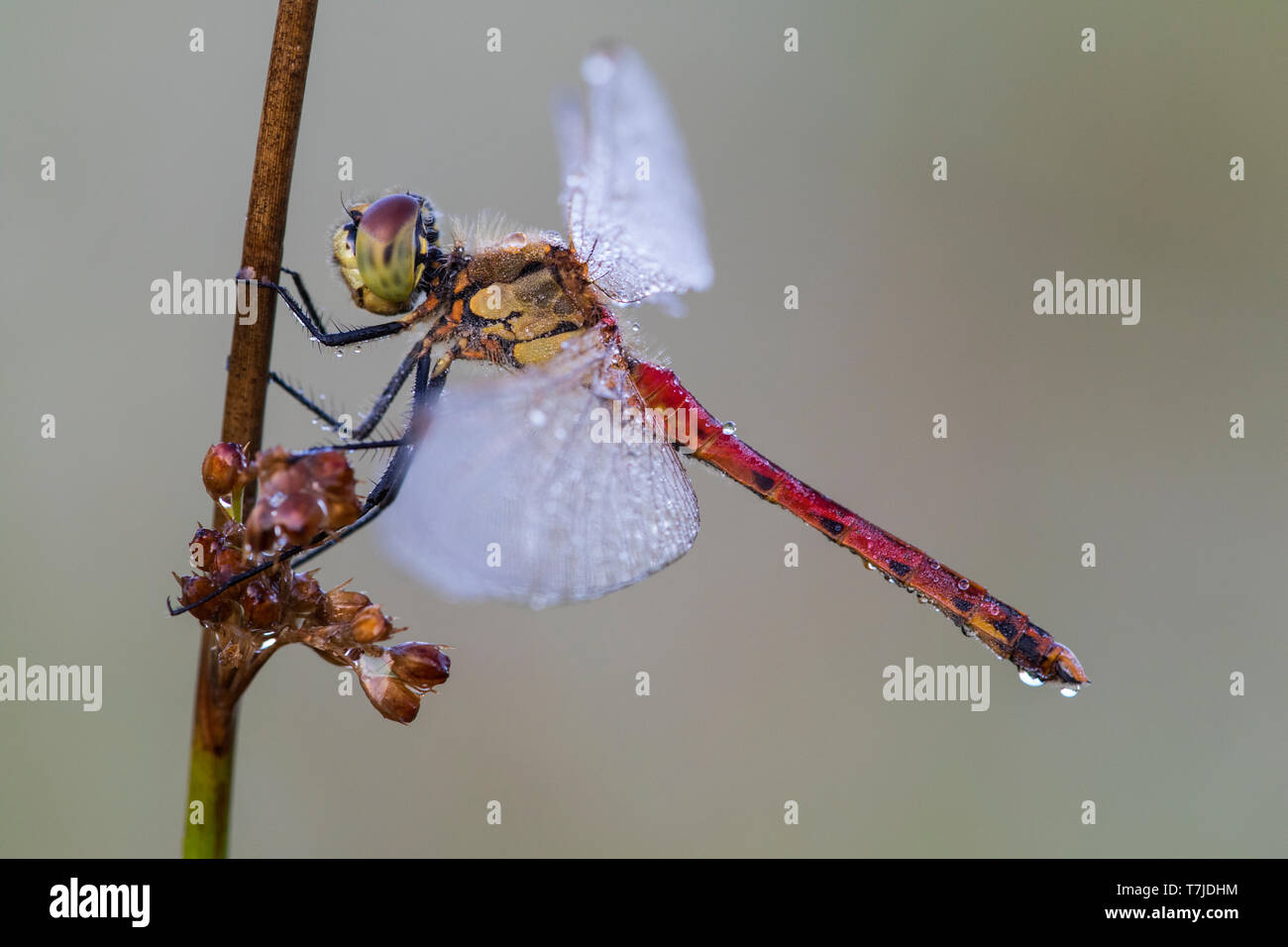 Sympetrum depressiusculum, dard de marais Banque D'Images
