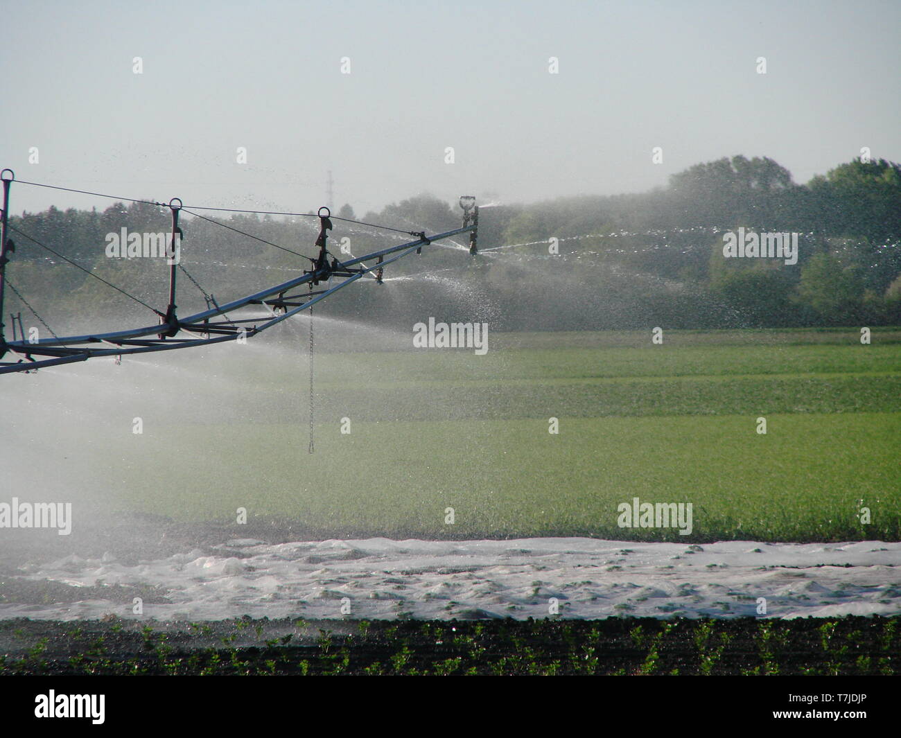 Système de pulvérisation d'eau pour l'arrosage des plantes sur le terrain agricole. Système de gicleurs. Banque D'Images