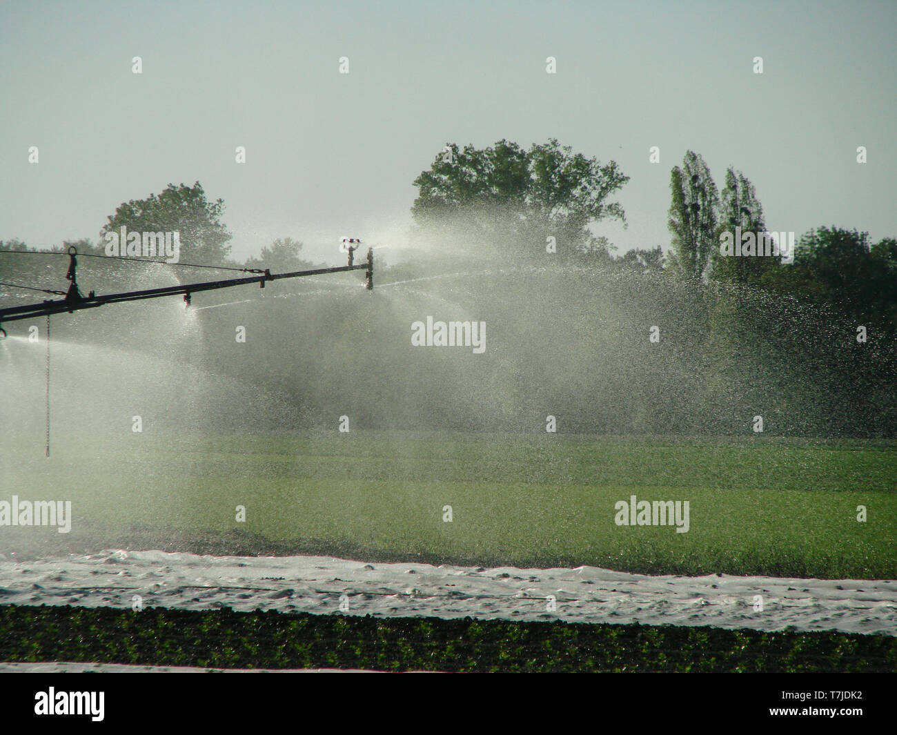 Système d'irrigation pour l'arrosage des plantes sur le terrain agricole. Système de pulvérisation d'eau. Banque D'Images