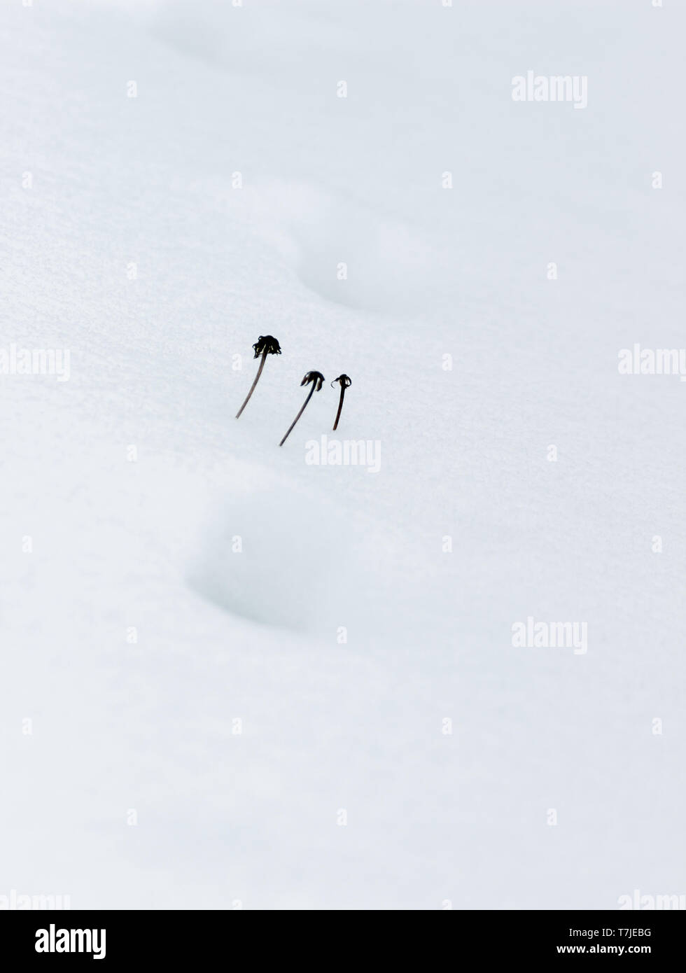 Fox Traces dans la neige Banque D'Images