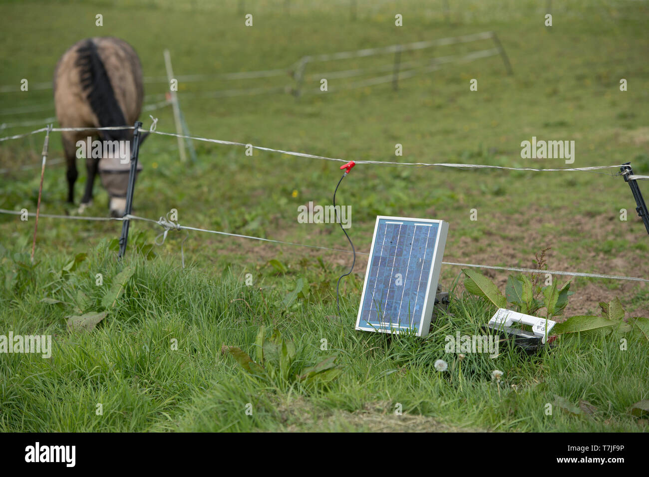 Une clôture électrique à énergie solaire à cheval Banque D'Images