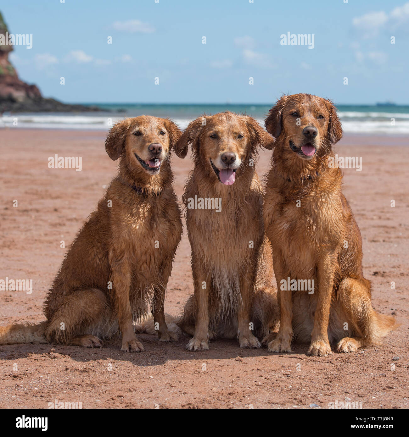 Trois golden retrievers sur la plage Banque D'Images