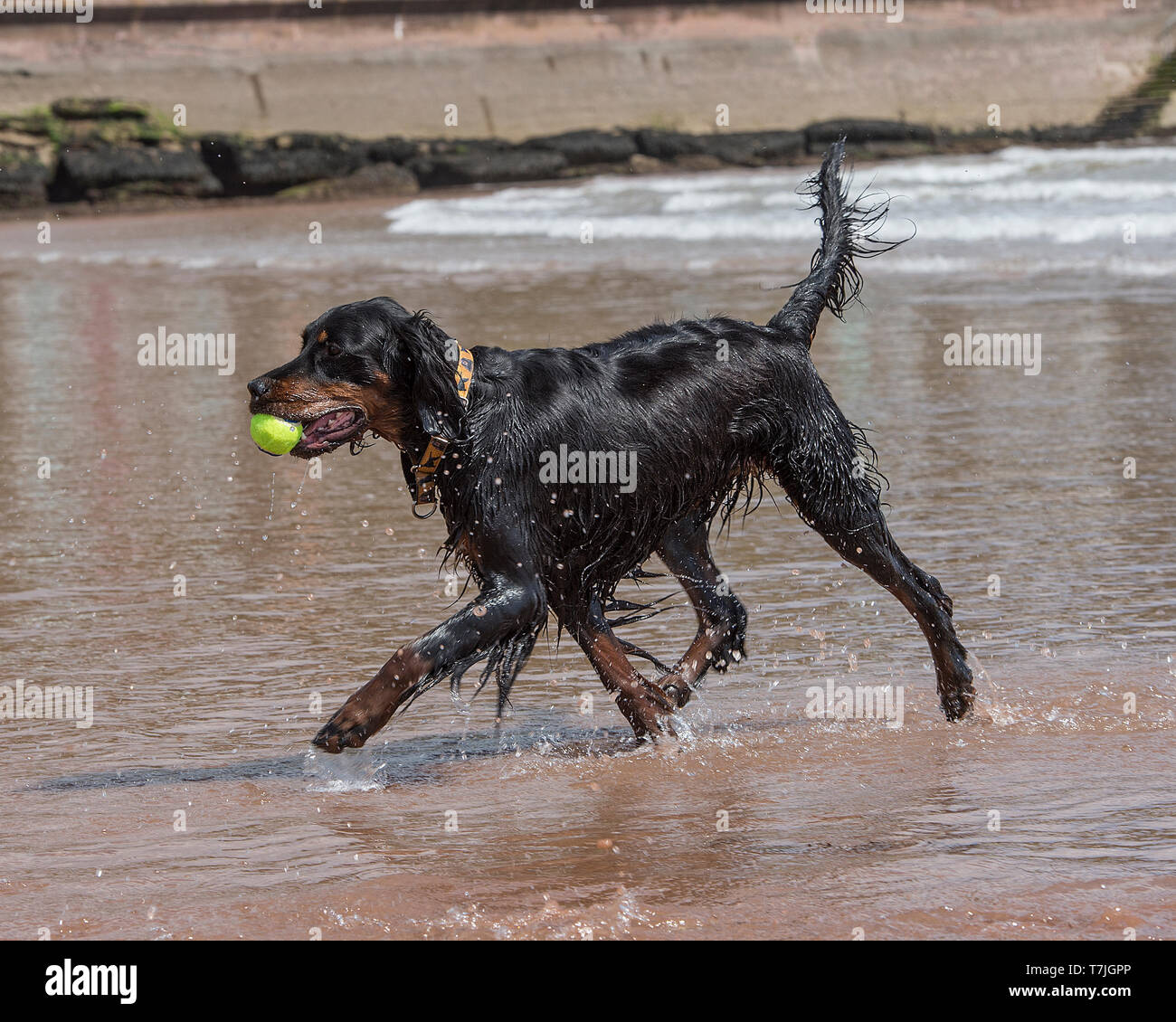 Chien setter Gordon Banque D'Images