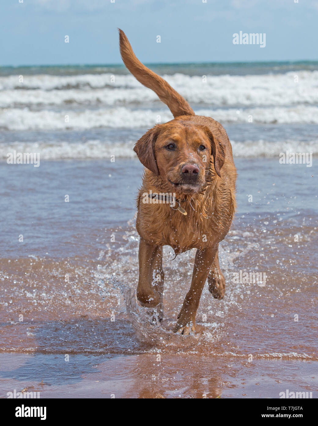 Labrador retriever dog à la plage Banque D'Images