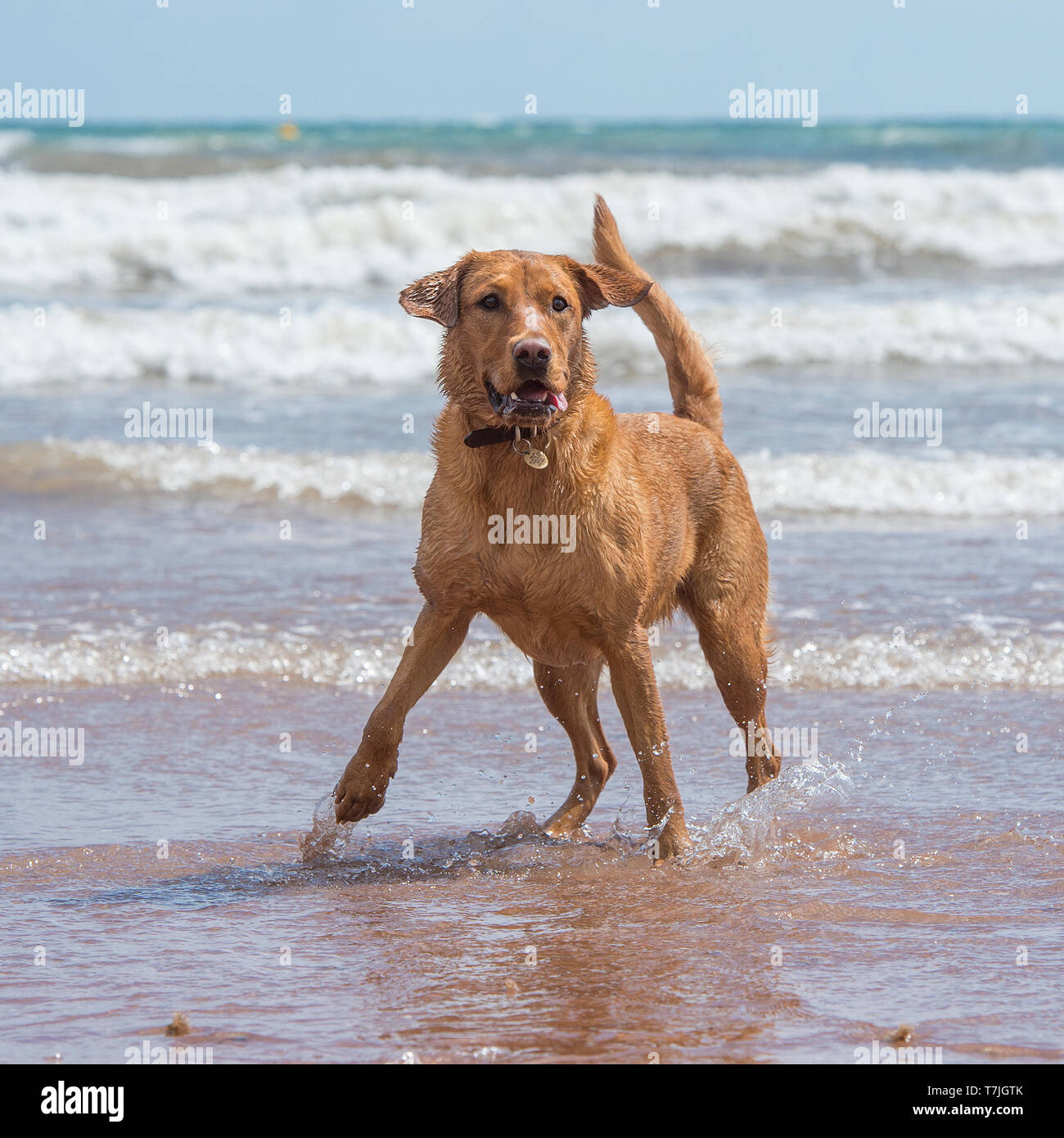 Labrador retriever dog à la plage Banque D'Images