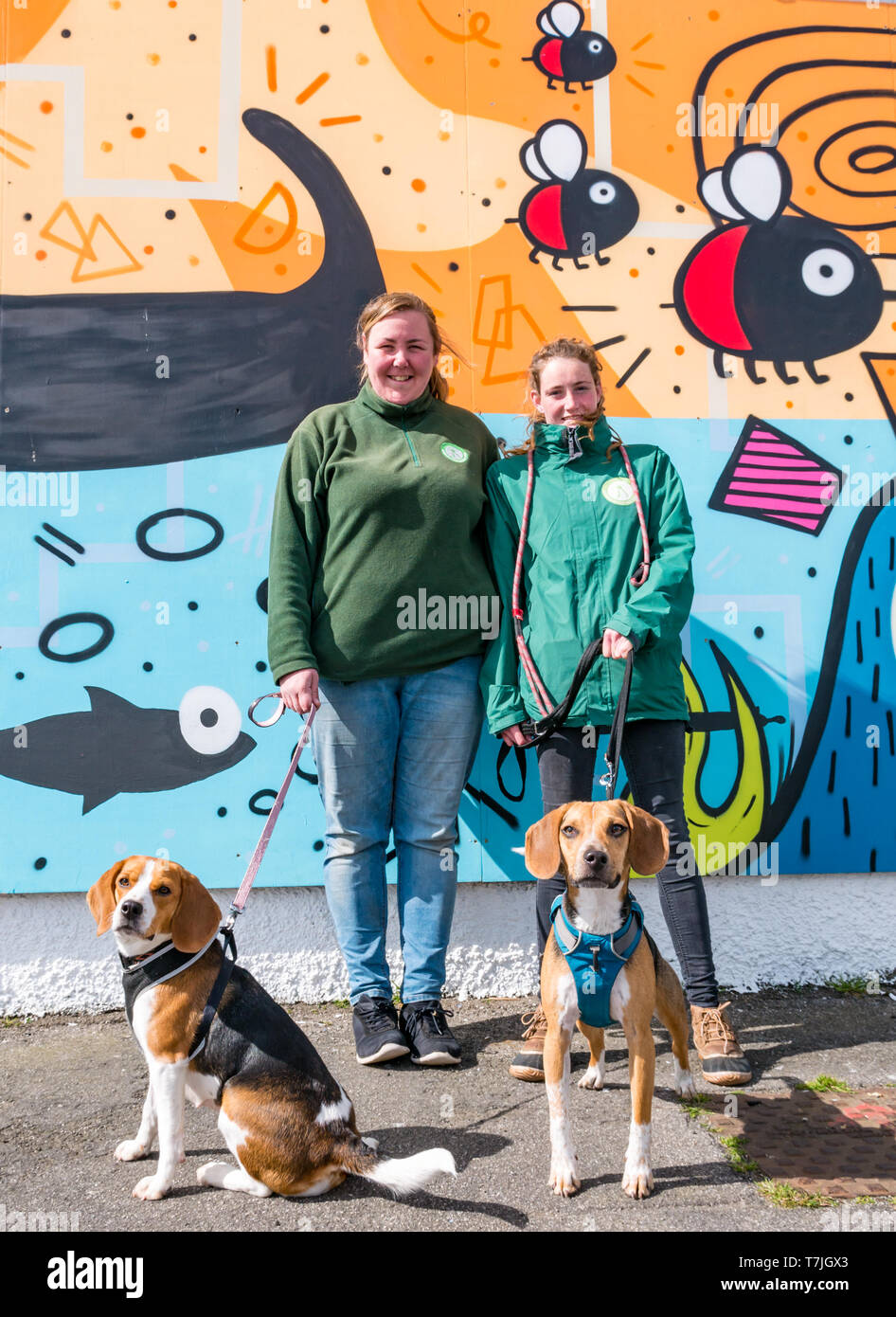 Dog & Cat Home Édimbourg dévoilement murale par le Studio N-nom avec les beagles et les membres du personnel, la promenade de Seafield, Édimbourg, Écosse, Royaume-Uni Banque D'Images