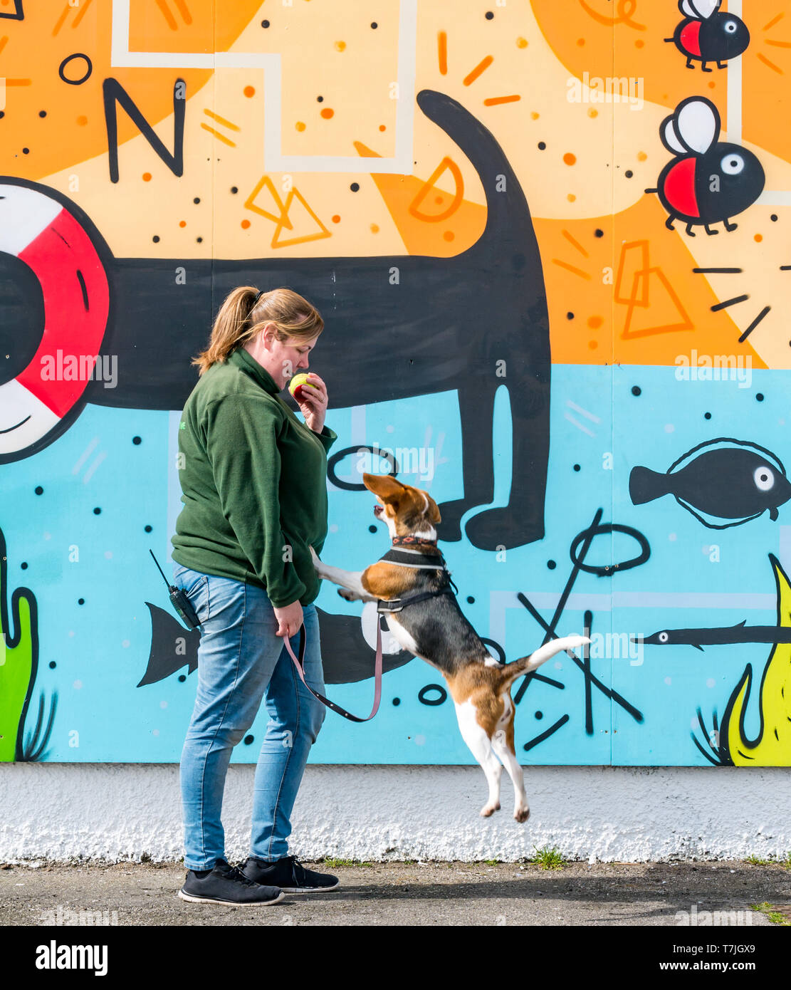 Cat & Dog Édimbourg murale Accueil Présentation par nom N Studio avec beagle sauter de ball, promenade Stirk House, Édimbourg, Écosse, Royaume-Uni Banque D'Images