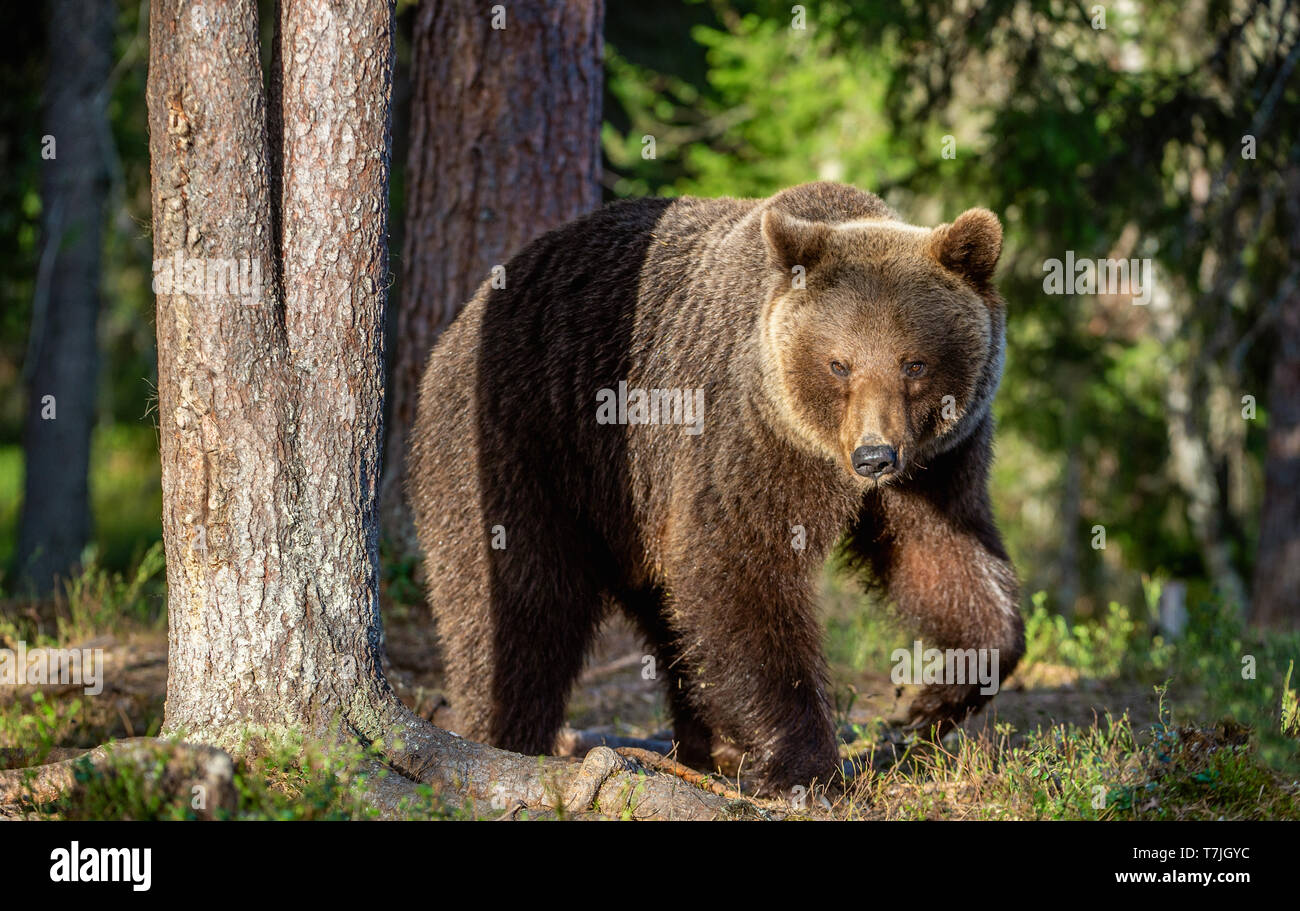 Ours brun dans la forêt d'été au coucher du soleil la lumière. Nom scientifique : Ursus arctos. Banque D'Images