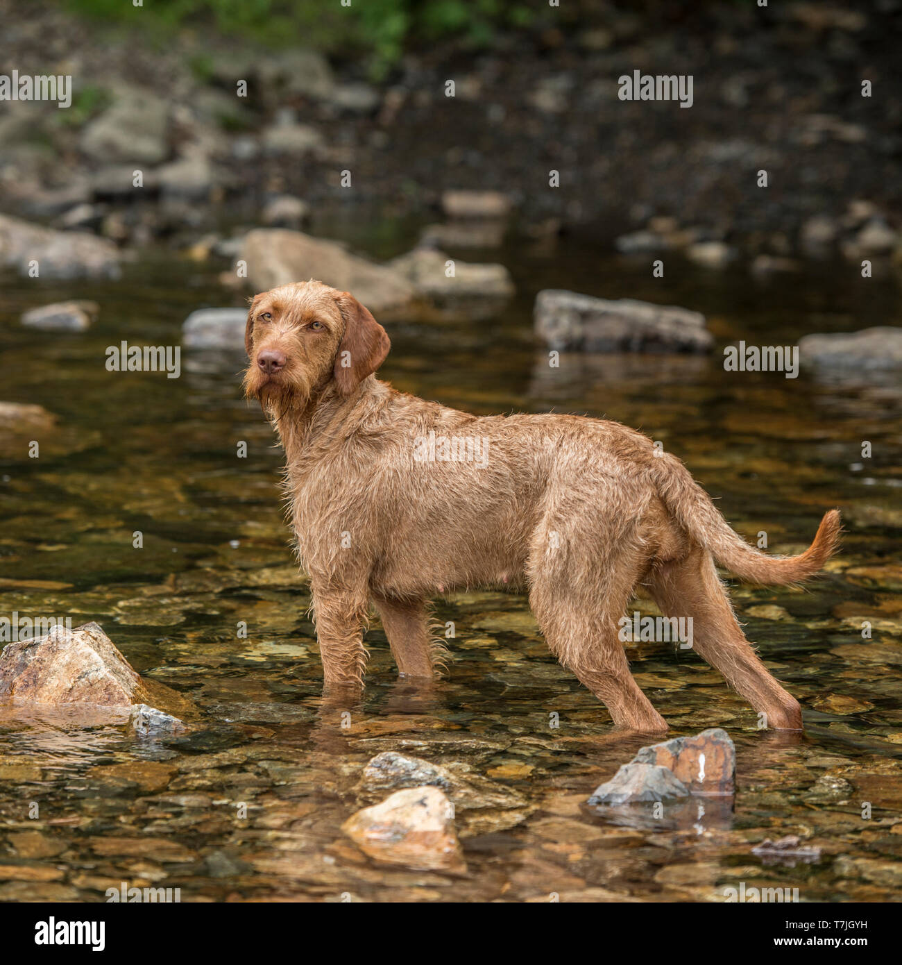 vizsla, un fil hongrois, est à la poil Banque D'Images