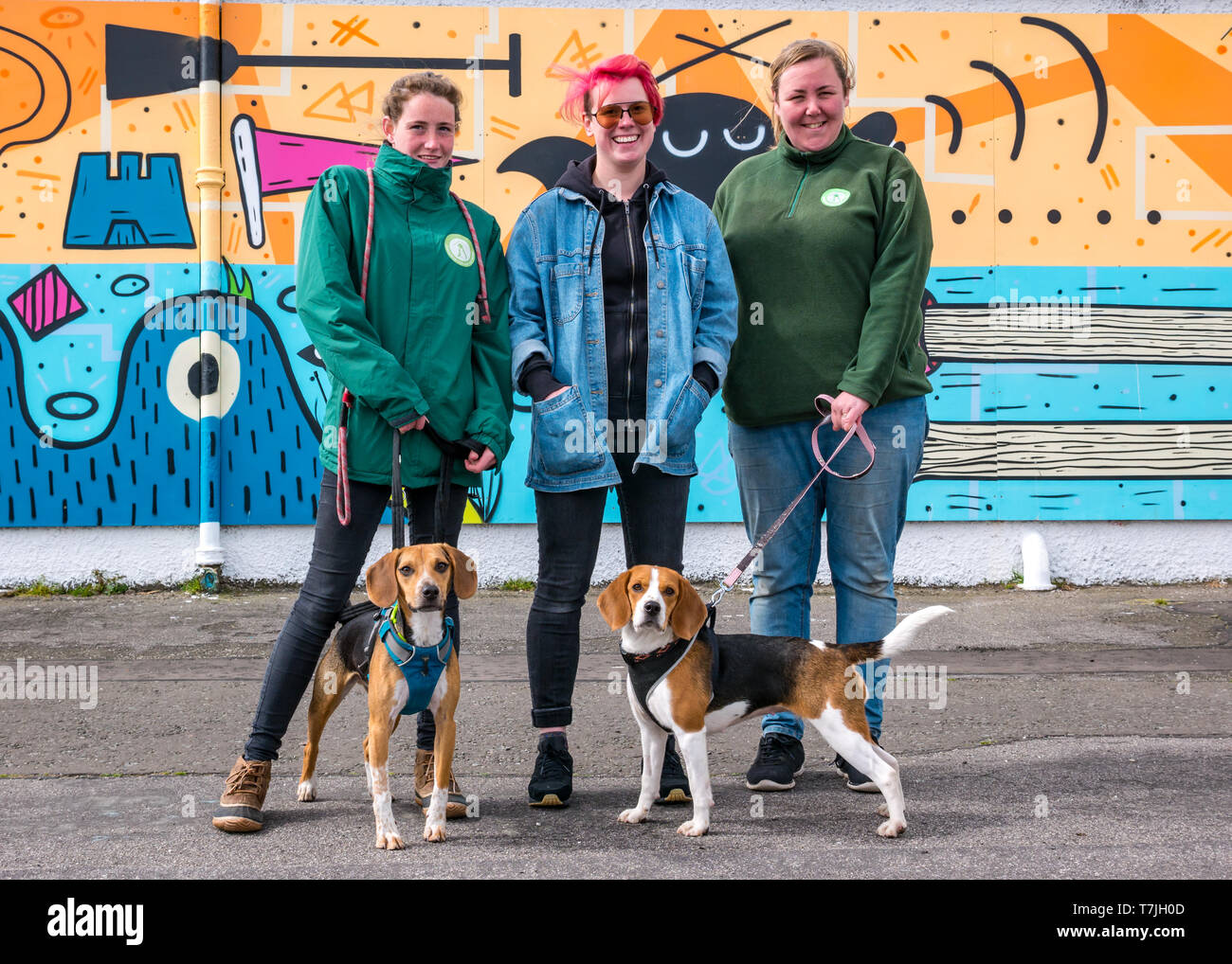Dog & Cat Home Édimbourg dévoilement murale : Katie, artiste au Studio N Nom et beagles avec les membres du personnel, la promenade de Seafield, Édimbourg, Écosse, Royaume-Uni Banque D'Images