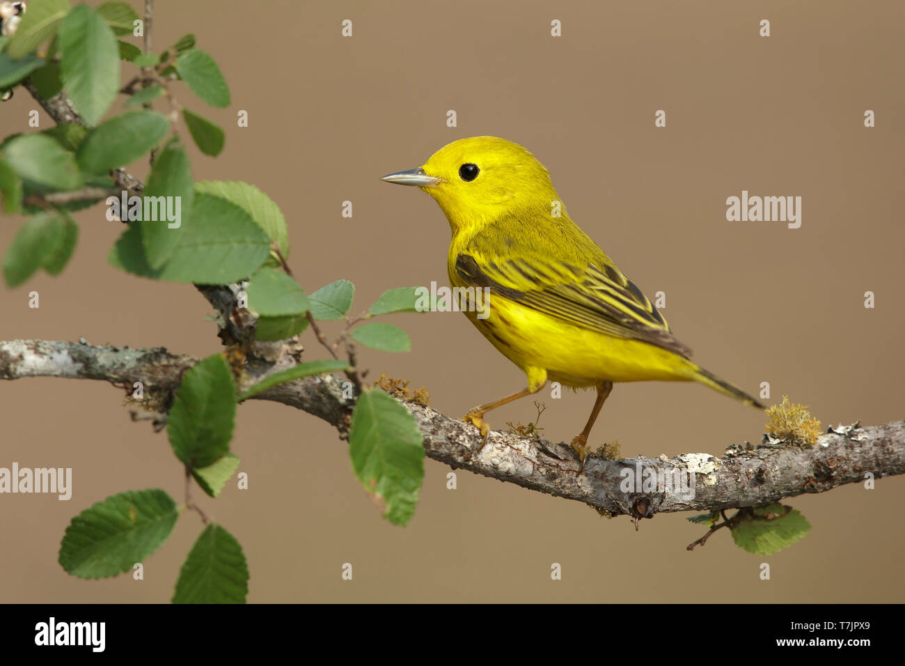 Mâle adulte, Galveston, TX Avril 2016 Co. Banque D'Images