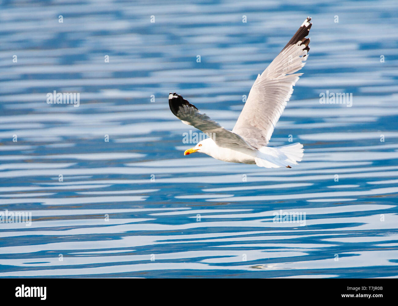 Yellow-legged Gull (Larus michahellis michahellis) des profils de vol dans le port ou Molivos sur Lesbos, Grèce. Banque D'Images