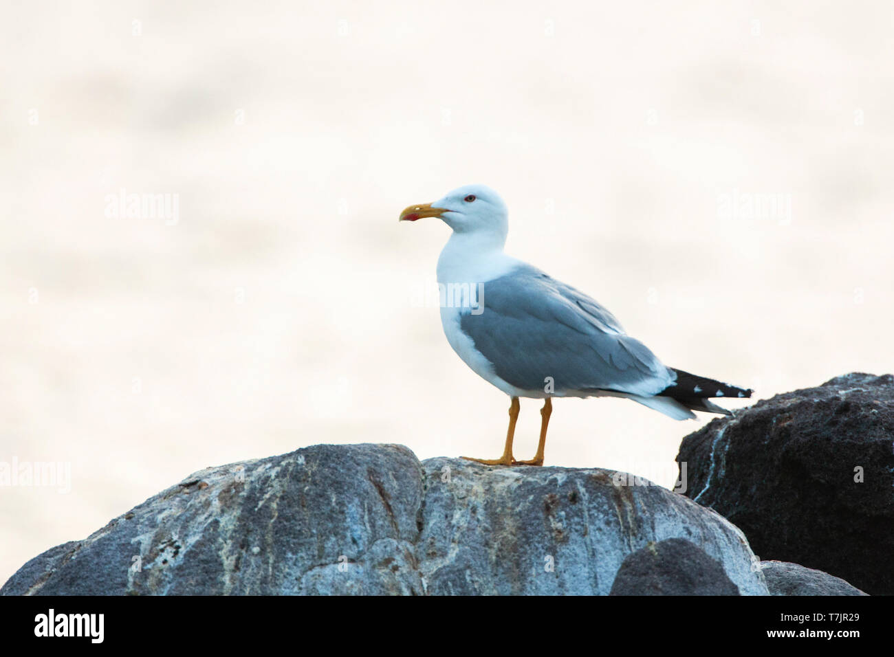 Des profils Goéland pontique (Larus michahellis michahellis) debout sur un rocher sur Lesbos, Grèce. Banque D'Images