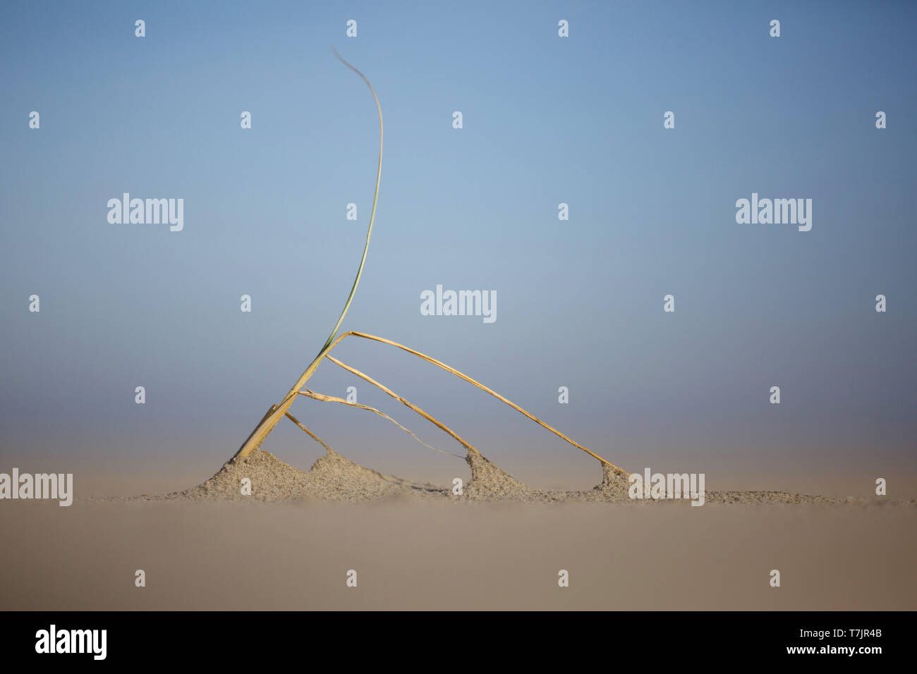 Mer rejetées par la mer (Bolboschoenus maritimus scirpe timide) coincé dans le sable sur la plage de l'île de Wadden Terschelling aux Pays-Bas. Banque D'Images