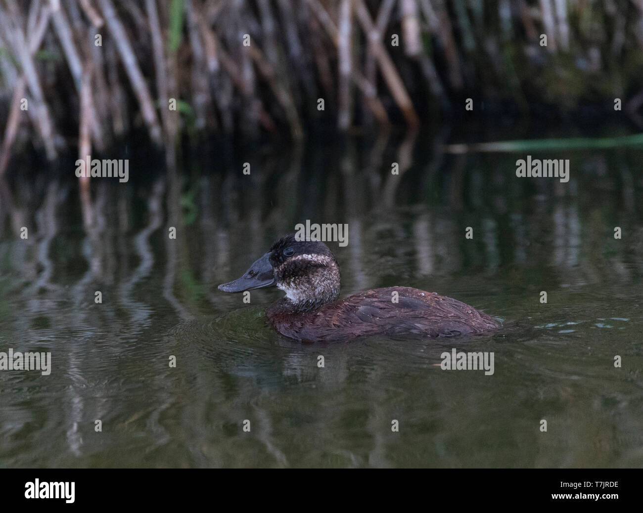 Femme (Oxyura leucocephala) dans la région de Laguna de Navaseca, Daimiel (Espagne). Banque D'Images