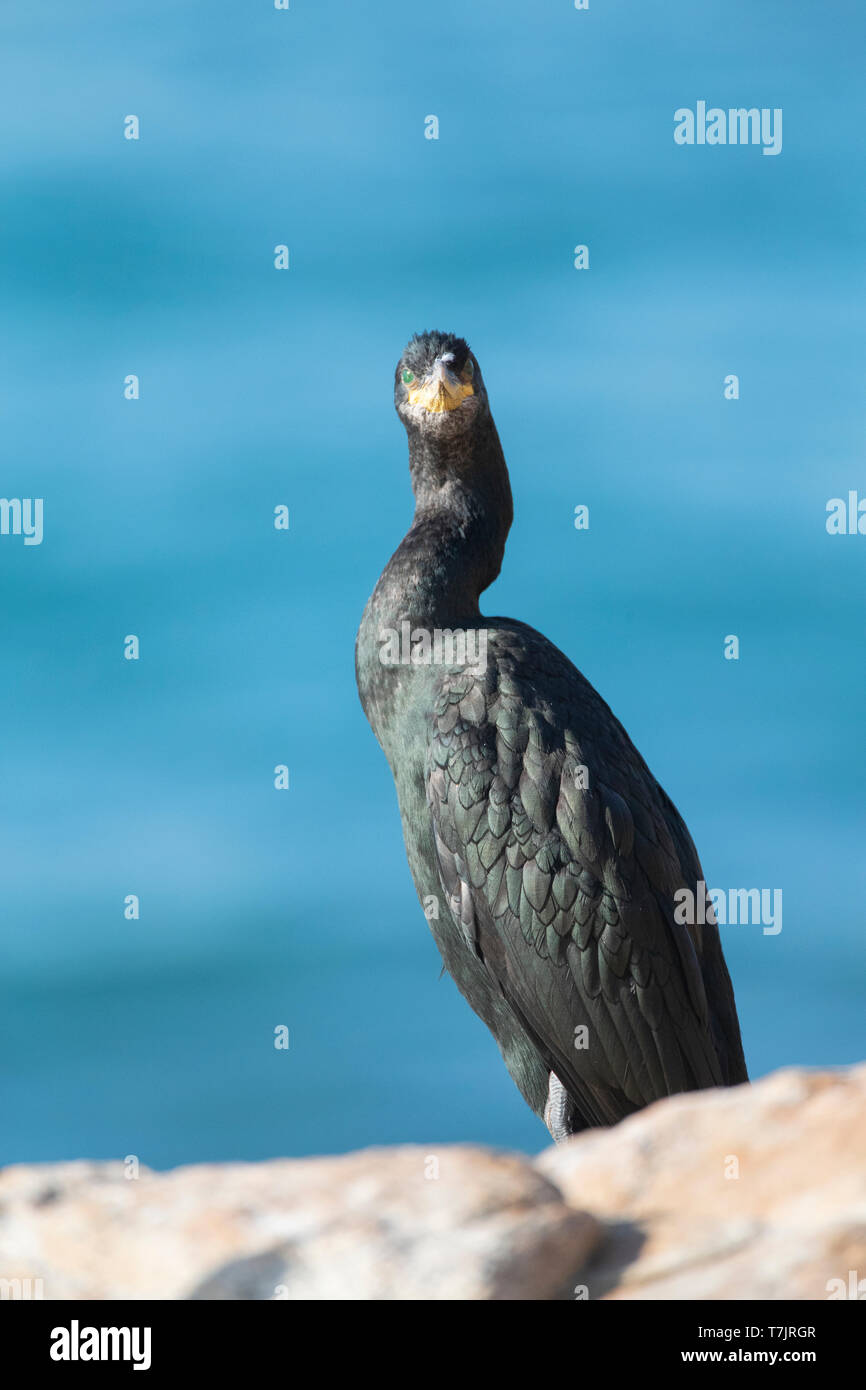 Méditerranée adultes Shag Phalacrocorax aristotelis desmarestii) (à l'automne de plumage debout sur un rocher au large de Calella en Catalogne, Espagne. Banque D'Images