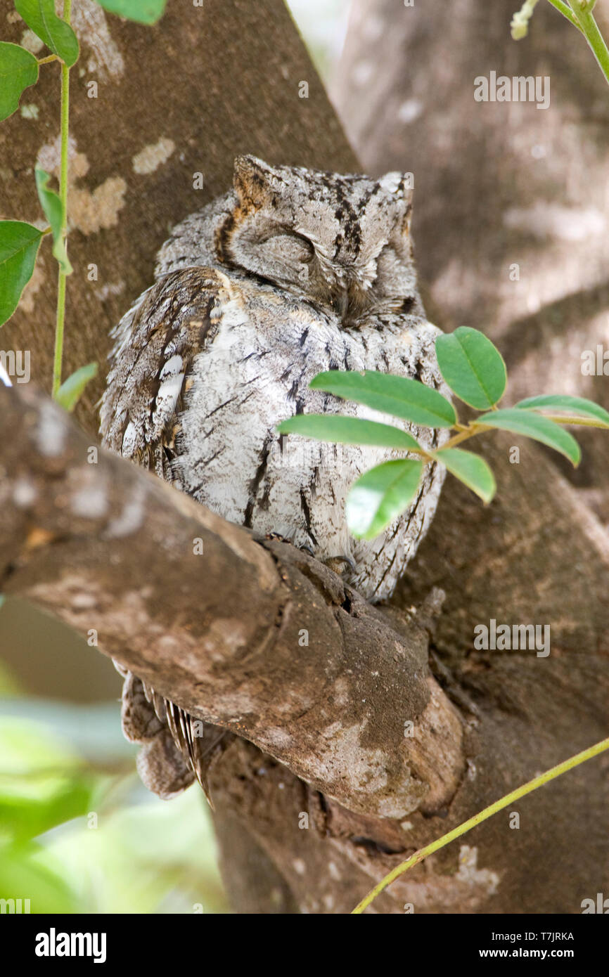 African Scops-Owl Otus senegalensis), jour de pluie dans le parc national Kruger en Afrique du Sud. Banque D'Images
