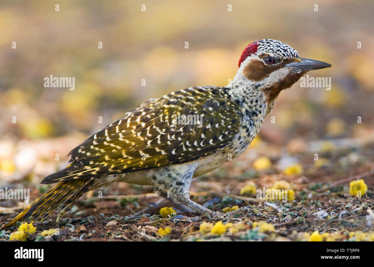 Le pic de Bennett (Campethera bennettii) cherchant leur nourriture sur le sol dans un terrain de camping dans le parc national Kruger en Afrique du Sud. Banque D'Images