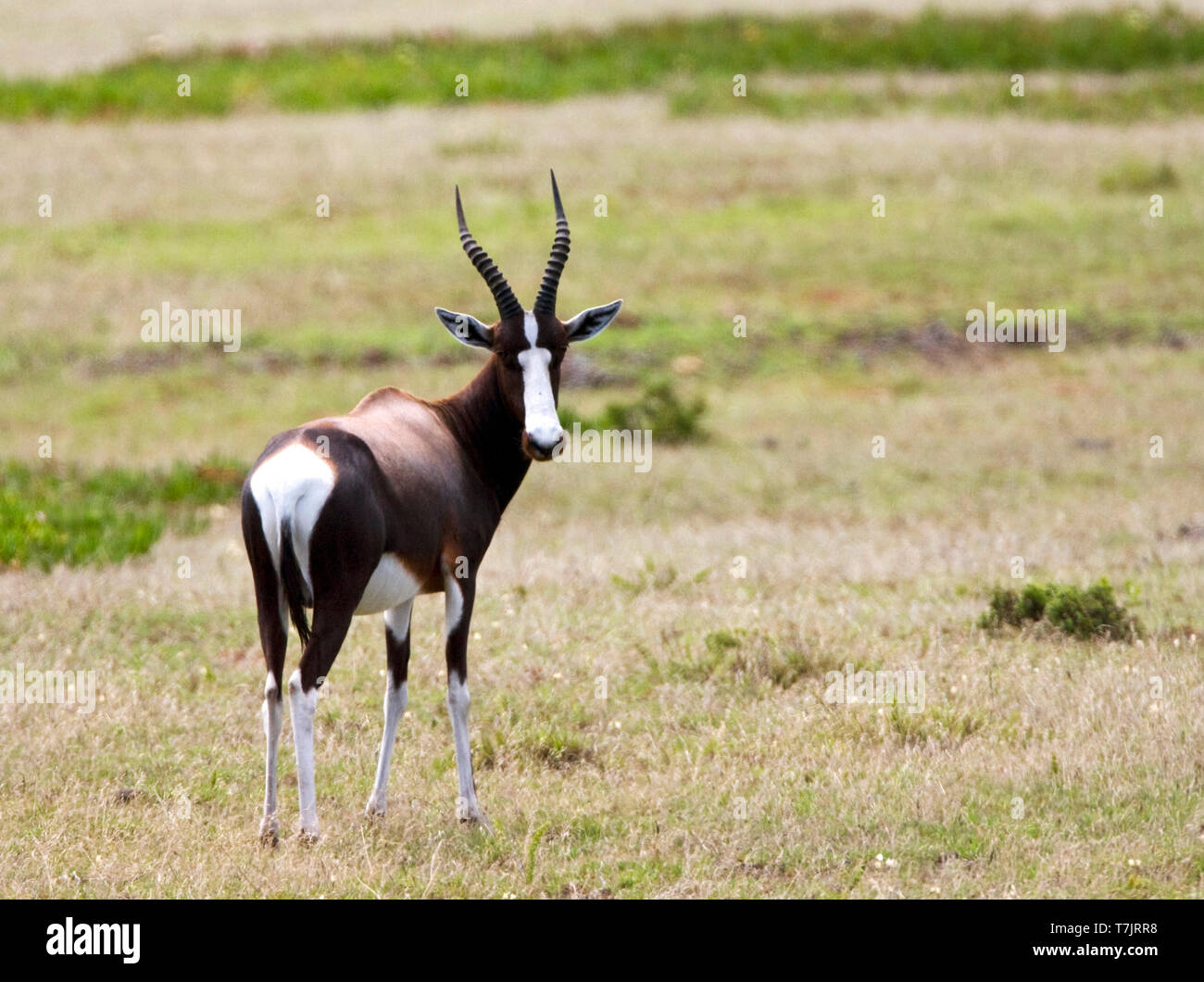 (Bontebok Damaliscus pygargus) dans game park en Afrique du Sud. À la recherche sur l'épaule Banque D'Images