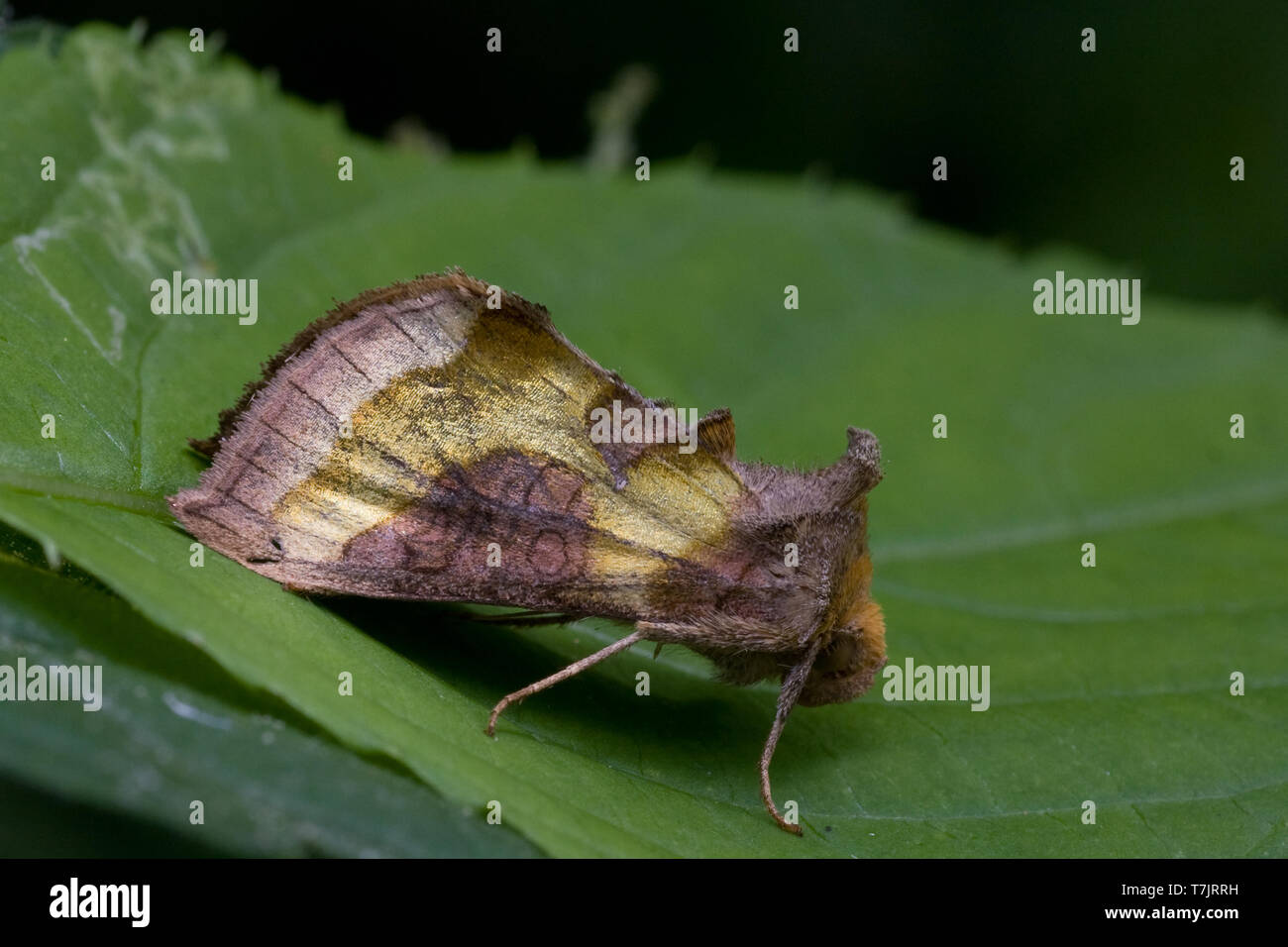 Laiton Bruni, Diachrysia chrysitis Banque D'Images