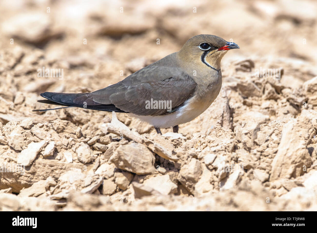 Collier adultes glaréole à assis sur le désert près de Yotvata, Israël. 13 avril, 2013. Banque D'Images