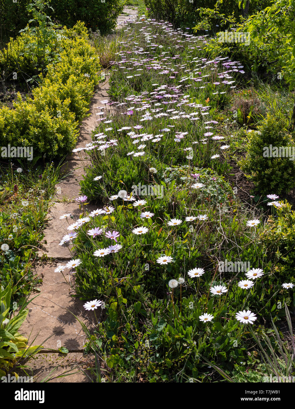 Un jardin border en Angleterre avec rose et blanc Cape Daisy Osteospermum (fleurs). Banque D'Images