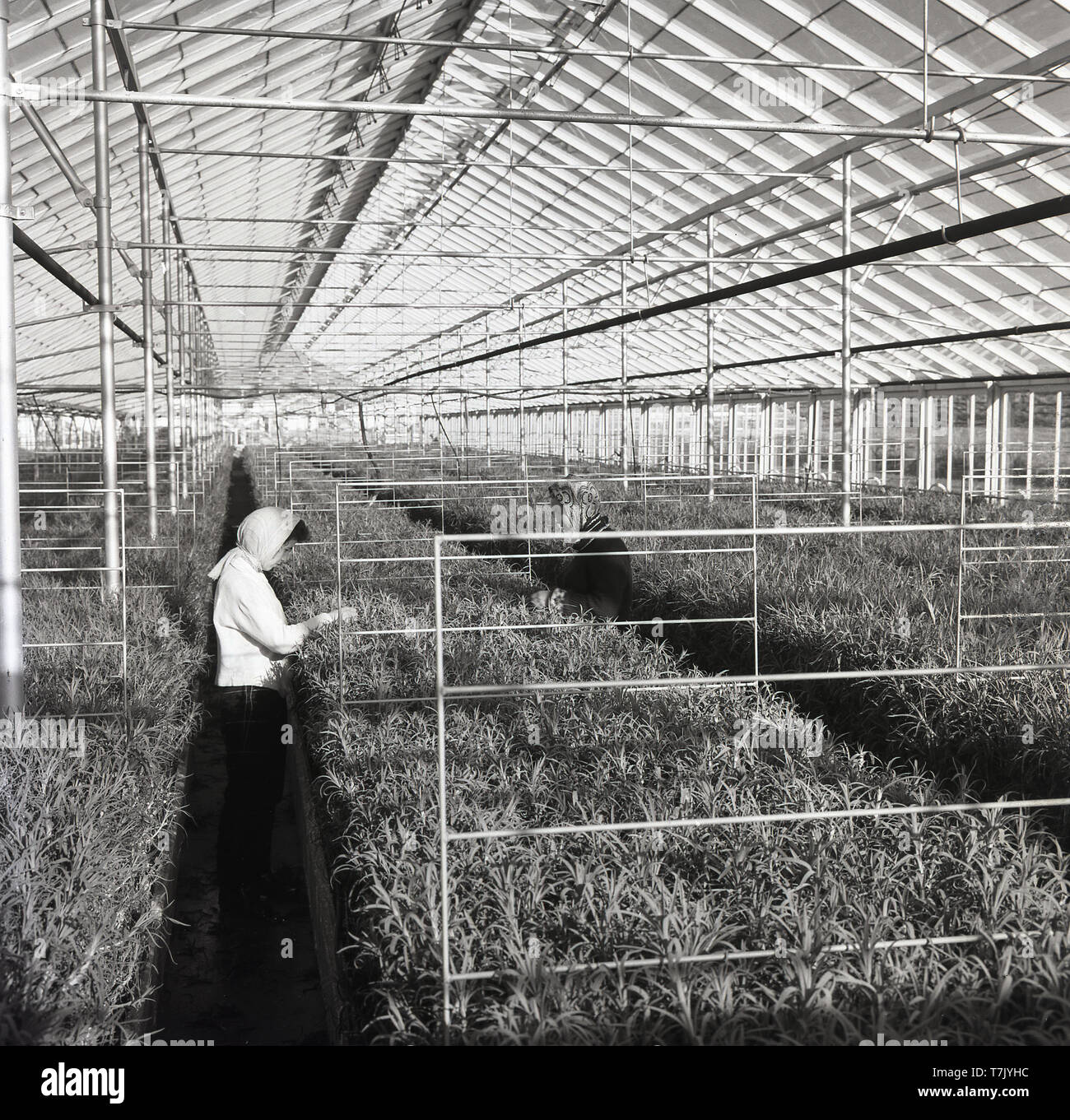 Années 1950, historiques, deux femmes portant des foulards de tête de  travailler à l'intérieur d'une grande serre serre ou contrôle de la culture  des jeunes plantes croissant dans de grands plateaux de