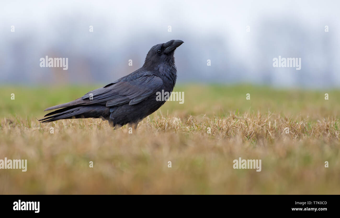 Grand corbeau joyeuse posant en champ avec de l'herbe courte au printemps Banque D'Images