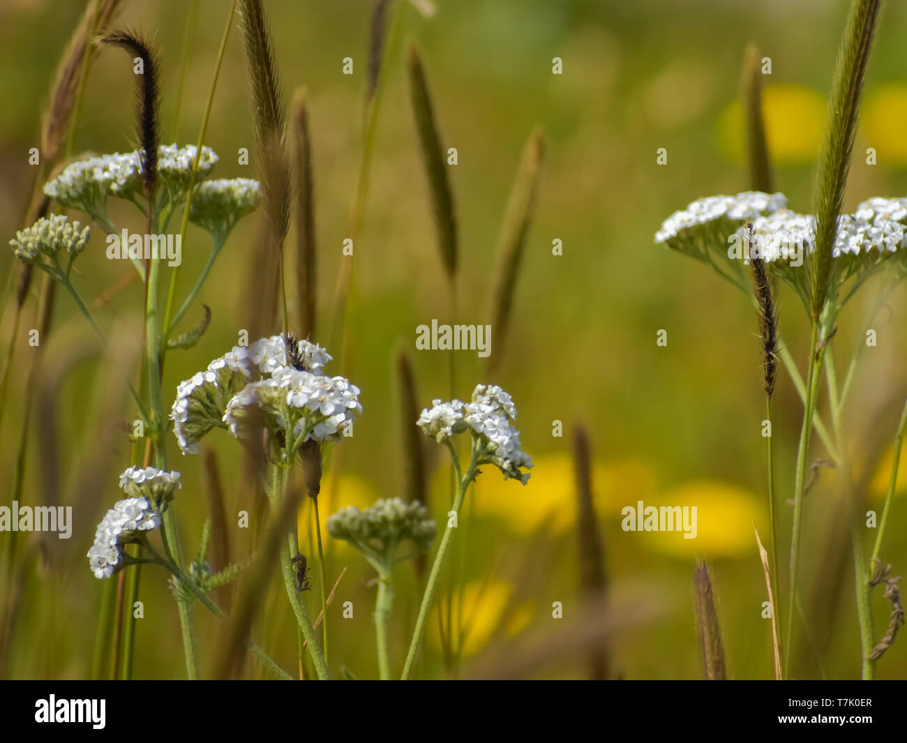 Scène de belles fleurs sauvages poussant dans un champ avec des fleurs blanches à l'avant-plan et d'un flou de vert et jaune à l'arrière-plan. Banque D'Images