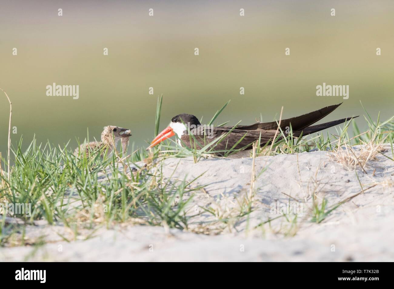 Le Parc National de Chobe, Botswana, Chobe river, Afrique Rynchops flavirostris (), sur le terrain près de par le nid avec un poisson dans le bec Banque D'Images