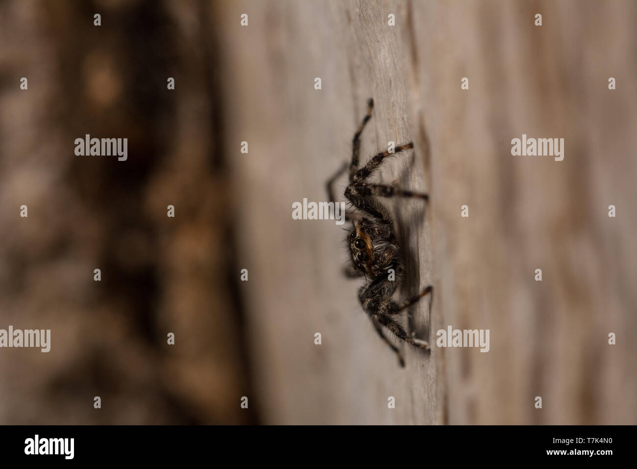 Zodariidae (Platycryptus californicus) du comté de Morgan, Colorado, USA. Banque D'Images