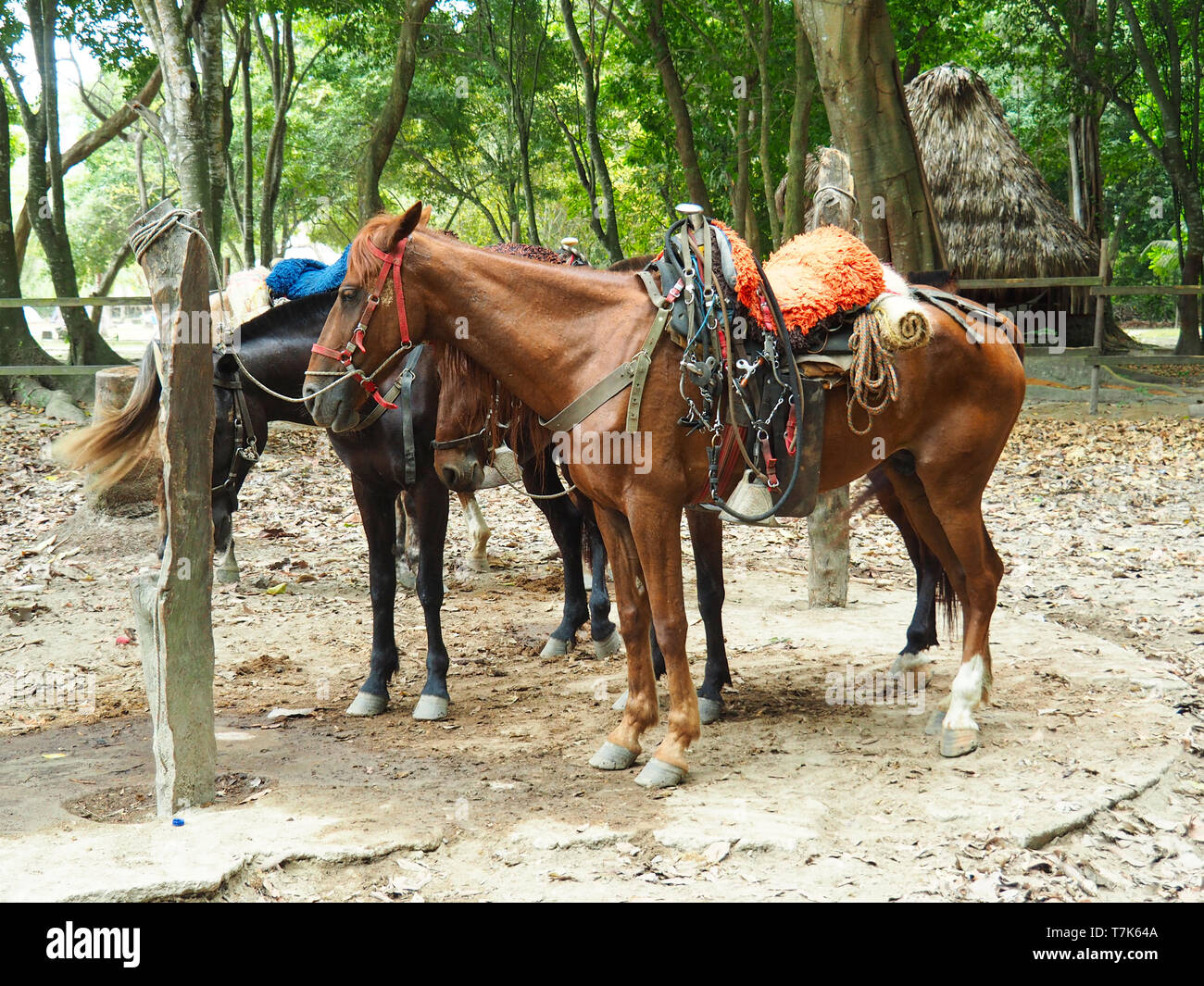 Les chevaux, attachés au repos Banque D'Images
