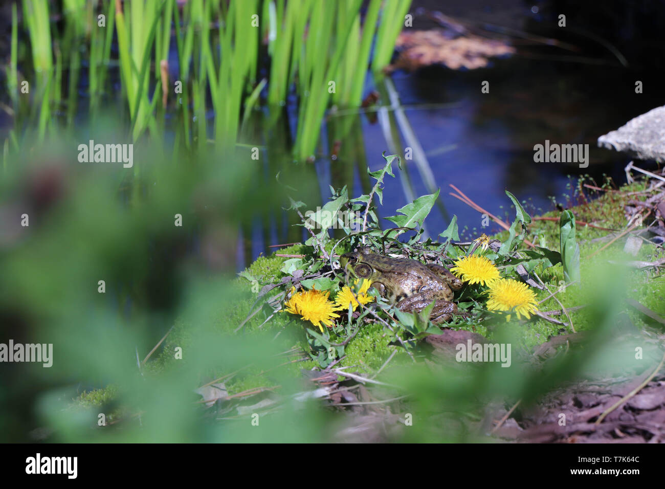 Grenouilles Banque D'Images