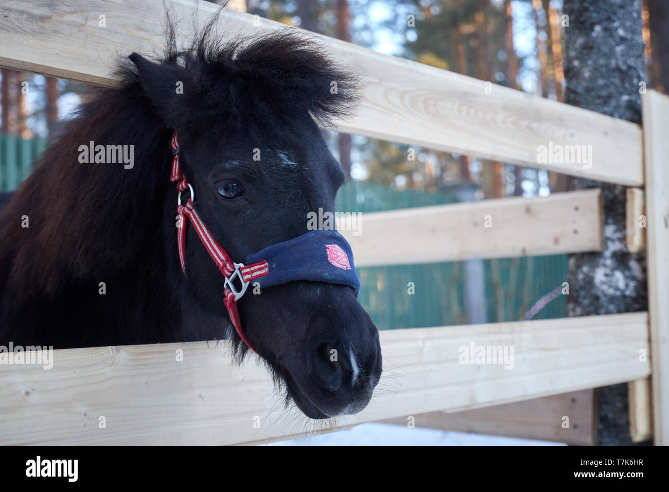 Avec un drôle de cheveux poney poney poney portrait Banque D'Images