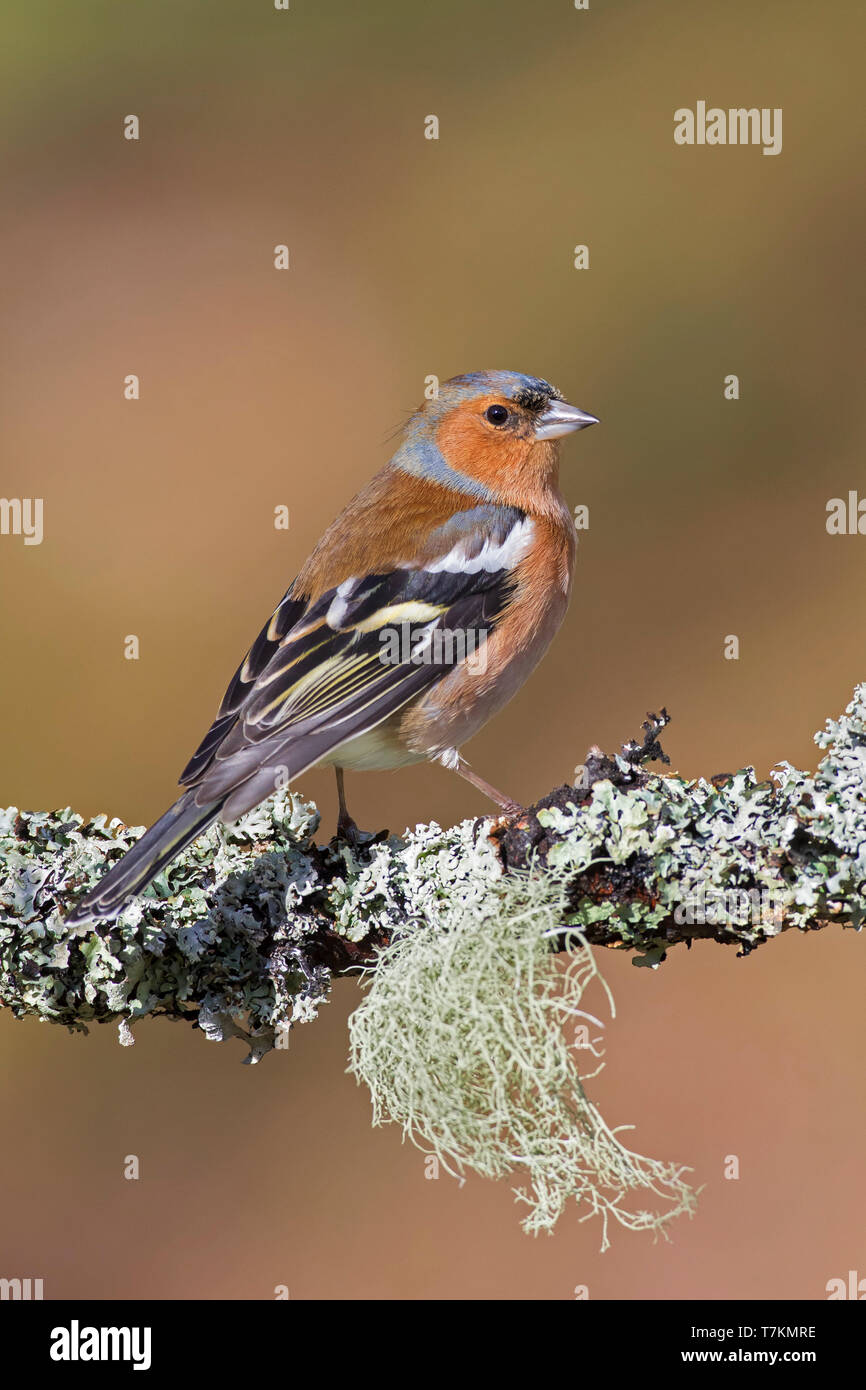 Common Chaffinch (Fringilla coelebs) mâle perché dans l'arbre à la fin de l'hiver / début du printemps Banque D'Images