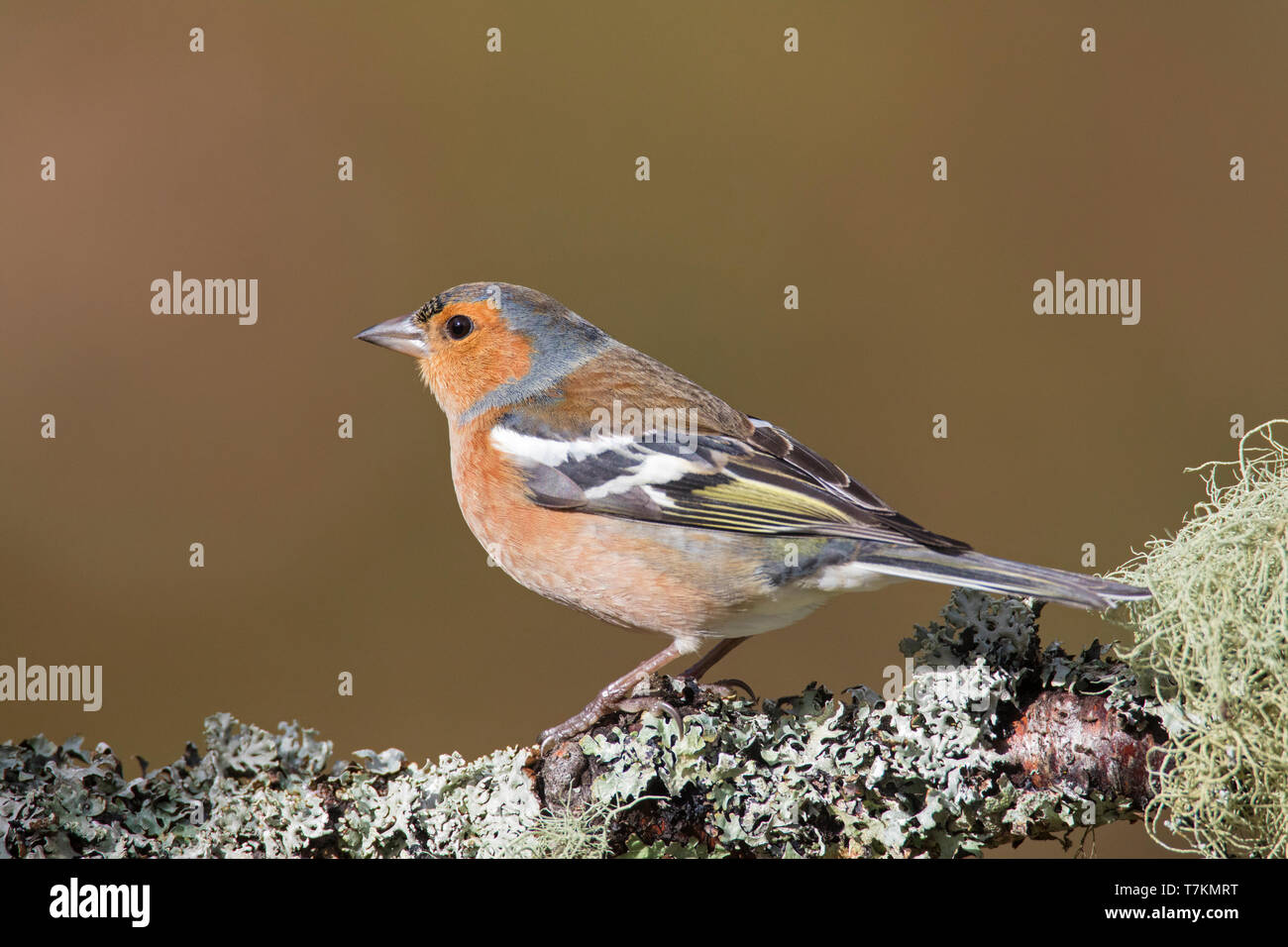 Common Chaffinch (Fringilla coelebs) mâle perché dans l'arbre à la fin de l'hiver / début du printemps Banque D'Images