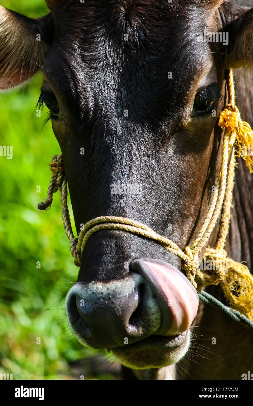 Close-up d'une vache léchant le nez dans le soleil Banque D'Images